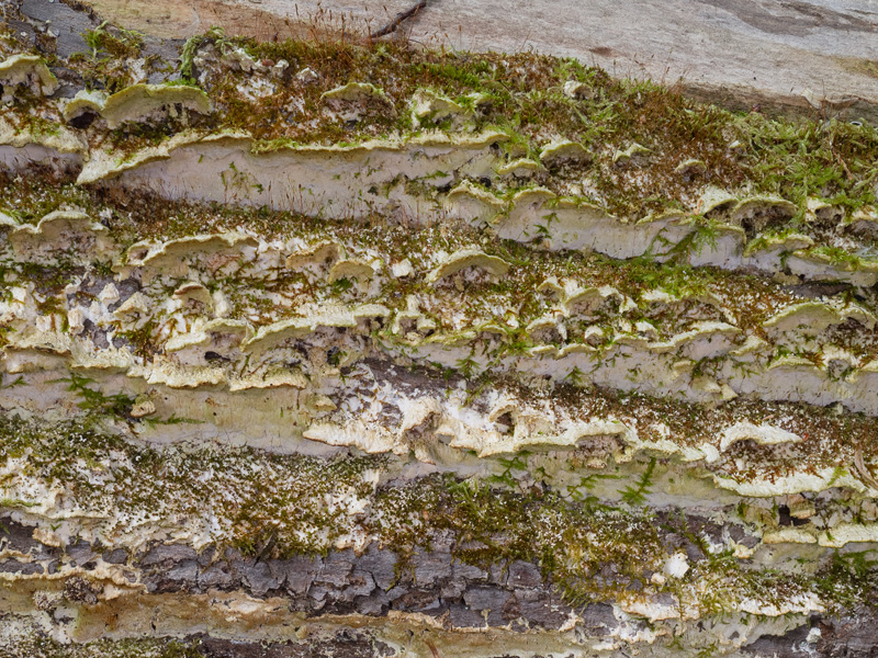 Oxyporus ravidus
